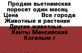 Продам вьетнамских поросят,один месяц › Цена ­ 3 000 - Все города Животные и растения » Другие животные   . Ханты-Мансийский,Когалым г.